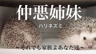 【ハリネズミ仲悪姉妹】〜それでも家族よあなた達〜 #ハリネズミ #ハリネズミのいる暮らし #ももひめファミリー #hedgehog #hedgehoglover