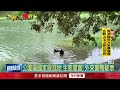 台東森林公園「番面鴨」過剩！ 部落獵人協助獵鴨