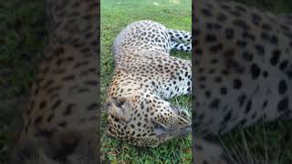 Sri Lankan leopard dies | Sad News