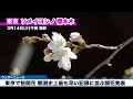 ＜開花発表＞東京・靖国神社で桜開花　観測史上最も早い記録に並ぶ