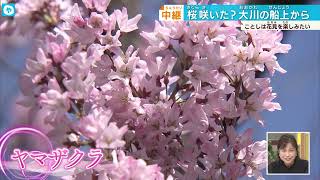 サクラサク🌸【生中継】花よりBBQ⁉  クルーズ船から一足お先にお花見！　京都・大阪に続き、近畿で続々桜が開花