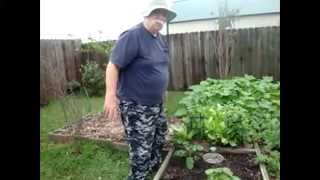 Garden Stink BugTrap