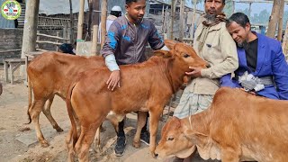 আজ ৩০ জানুয়ারি | নাটোর ও কুমিল্লার খামারী কেমন দামে শাহিওয়াল বাছুর কিনছেন আমবাড়ী হাটে