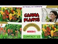 How To Grow Canna Lilies From Seeds | Plants Growing Ideas At Home