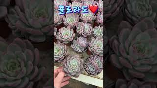 이쁘고 아름다운 국민다육 콜로라도❤️ 방문시 1,500원 택배시 2,000원❤️ #plants #succulent #cactus #국민다육 #민이네다육 010-6863-0625