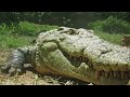 Sneaky croc camera captures incredible footage  Spy in the Wild - BBC