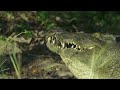 Sneaky croc camera captures incredible footage  Spy in the Wild - BBC