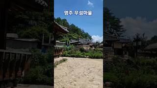 시골옛정취처럼 정겨운 #영주 #무섬마을 물위에 떠있는 섬과같은 마을 #초가집 #기와집 잘 어우러져있는곳