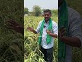 కొర్రల సాగు తీరు foxtail millets రైతు బడి shorts