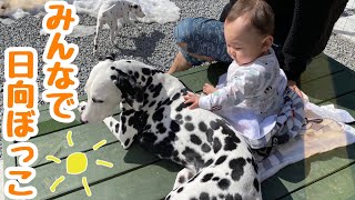 【日常動画】みんなで日向ぼっこ。子犬ジンくんのお庭での様子はどうだったんでしょうか。#ダルメシアン#赤ちゃんと子犬#家族でお庭で過ごす