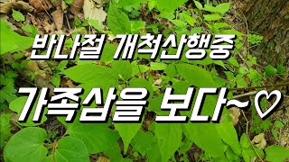 [고산식물 TV] 개척 심산행중 가족삼을 만나다((구광자리확보))