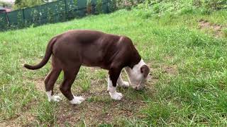 Old English Bulldog Toni goes Crazy. Bulldogge rennt im Garten / OEB fun