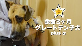 アルファの近況報告！グレートデン子犬