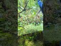 jumping snakehead channa aurantimaculata in a incredible paludarium style enclosure in zoo zurich.