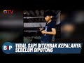 Beredar Video Sapi Ditembak Kepalanya Sebelum Dipotong - BIP 27/09