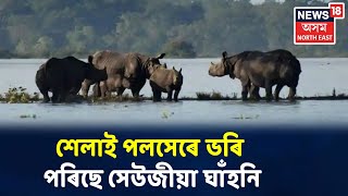 ক্ৰমাৎ হ্ৰাস পাইছে Kazirangaৰ বান, কিন্তু দেখা দিছে খাদ্যৰ সংকট বন্যপ্ৰাণীৰ মাজত