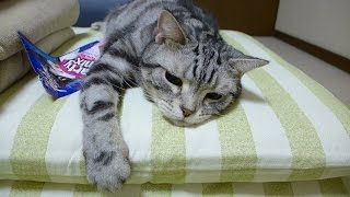 お布団敷かせない！あんよぱかーんで寝支度を整える猫