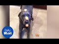 Dog with unbelievable patience resists chicken nugget urges - Daily Mail