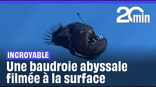 Une baudroie abyssale filmée à la surface