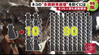 食事は玄関「もうダメかと」5年で90匹に…後を絶たないネコの\