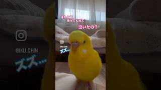 インコさんの日常が浮かんできます。#セキセイインコ動画 #黄色いインコ #お喋りインコ 動画#癒し #ショート動画 #birds