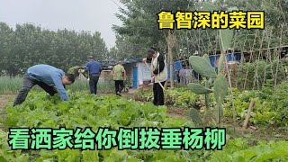 农民鲁智深地头菜园真不赖，有大葱有青菜红薯，现在就差垂杨柳了