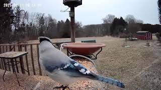 Wow, look at the light colors of this blue jay bird out in front of my birdbath cam