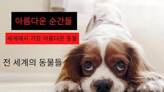 세계에서 가장 아름다운 동물