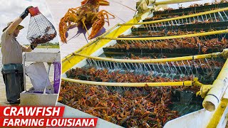 How Louisiana’s Biggest Crawfish Farm Sells Three Million Pounds of Crawfish Every Year — Dan Does