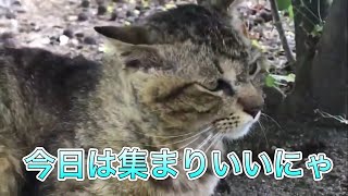 公園に行ったら猫集会が開催されていた【のらねこ日記】