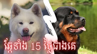 ឆ្កែទាំង 15 ដែលមានតម្លៃថ្លៃជាងគេនៅលើពិភពលោក