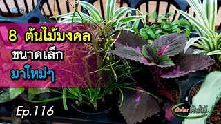 8 ต้นไม้มงคลขนาดเล็กมาใหม่ๆ|เปิดโลกต้นไม้ |Aranya Channel