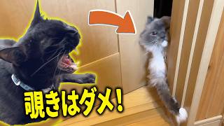 主のトイレを覗く猫