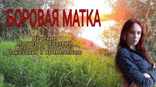 ФИТОТЕРАПИЯ | БОРОВАЯ МАТКА