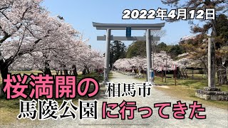 【福島県相馬市】桜満開の馬陵公園をiPhone片手に散策しました【お花見】撮影日：2022年4月12日【相馬中村神社】【相馬神社】【福島県沖地震の被害】【二宮尊徳先生】