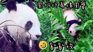 圓仔草堆亂鑽亂吃，行為和圓寶一模一樣，真不愧是姐妹|熊貓貓熊The Giant Panda Yuan Yuan and Yuan Bao|台北市立動物園