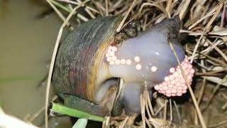Egg snail activity,