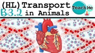 (B3.2) - Transport In Animals - IB Biology (HL)