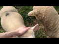 petting some sheep