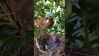 鸟妈妈抓了个大螳螂，差点吞不下 #fledgling