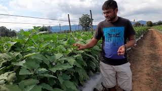 fruit and shoot Borer Control Tips in Brinjal