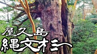 屋久島ゆる旅２日目（後編）縄文杉を目指し、その先の高塚小屋で泊まる