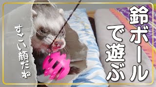 紐付き鈴ボールで遊ぶフェレット　ferret!!!  Ferret playing with a ball