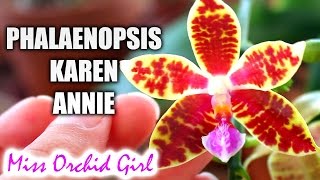 Orchid identification - Phalaenopsis Karen Annie, fragrant primary hybrid