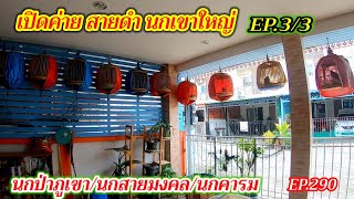 เปิดค่าย สายดํา นกเขาใหญ่ | นกป่าภูเขา/นกสายมงคล/นกคารม | EP.3/3 | EP.290