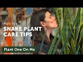 Ultimate SNAKE PLANT CARE Guide — Ep 202