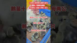 #狮头鹅 #原种一号狮头种鹅 #狮头鹅苗孵化厂  #animals