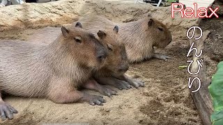 穏やかな時間　(カピバラ劇場)　Calm time Capybara Theater