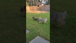 Yorkies playing