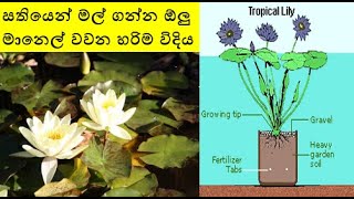 සතියෙන් මල් ගන්න ඕලු මානෙල් වවන හරිම විදිය - Top secrets of water lily planting